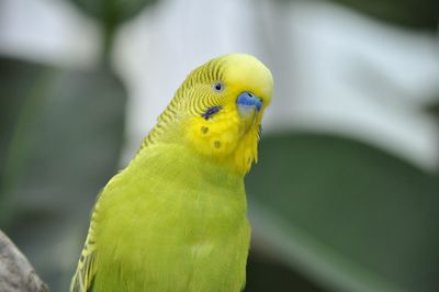 Close-up of parrot perching on leaf
