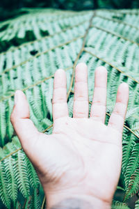 Close-up of human hand over fern