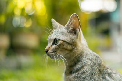 Close-up of a cat looking away