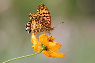 Close-up of butterfly pollinating on yellow flower