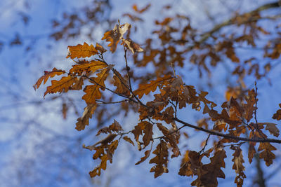 Low angle view of tree leaves during winter