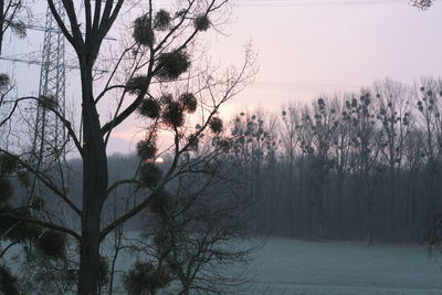 Bare trees against sky