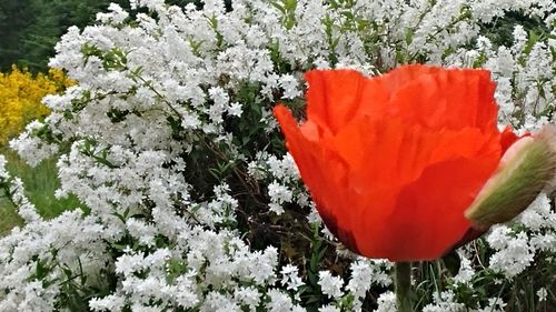 Close-up of red poppy blooming on snow