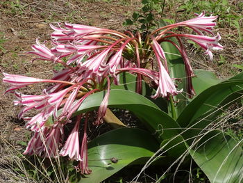 Close-up of pink flowering plant on field