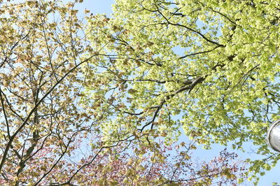 Low angle view of flowering tree against sky