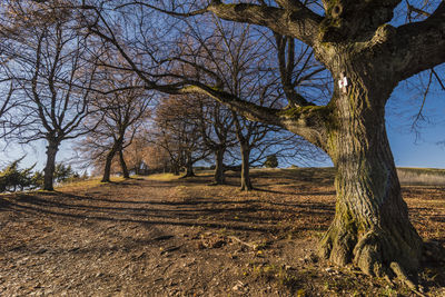 Bare trees on field against sky