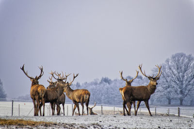 Herd of deer on snow covered field