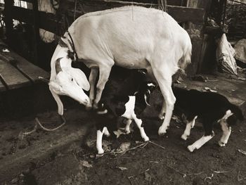 View of cow eating in field