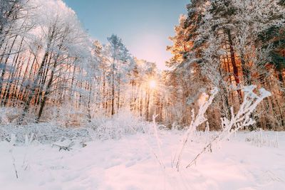 Snow covered trees on field against sky