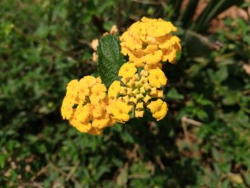 Close-up of yellow flowers blooming outdoors