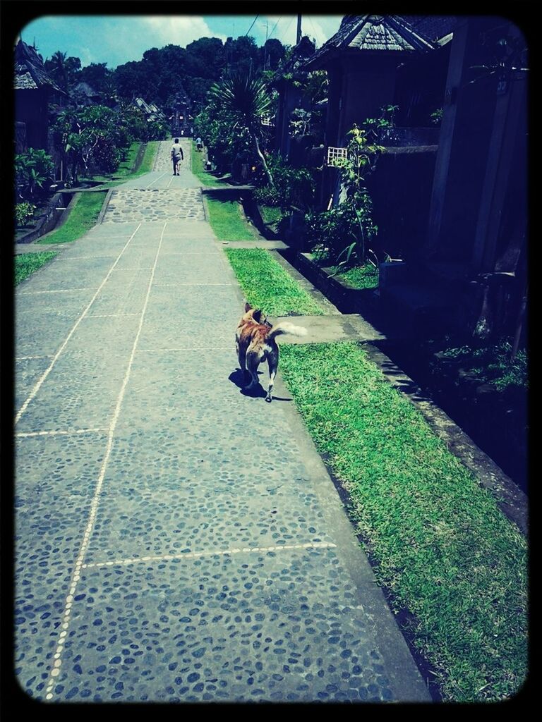 transfer print, auto post production filter, full length, lifestyles, tree, walking, men, rear view, domestic animals, pets, leisure activity, the way forward, animal themes, one animal, street, sunlight, transportation