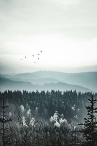 Birds flying over landscape against sky