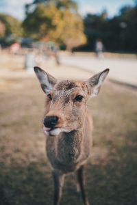 Portrait of deer standing on field