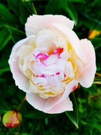 Close-up of rose flower