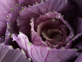 Close-up of purple flowers