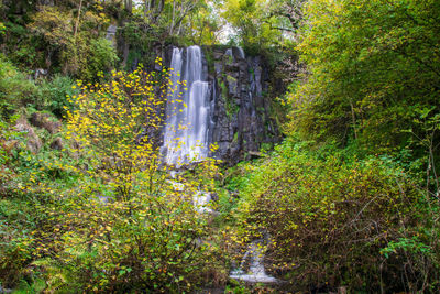 Scenic view of waterfall in forest