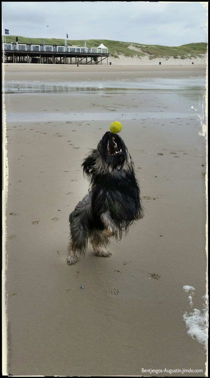 beach, one animal, dog, sand, animal themes, sea, shore, pets, water, domestic animals, mammal, transfer print, horizon over water, auto post production filter, nature, sky, day, outdoors, animal hair, full length