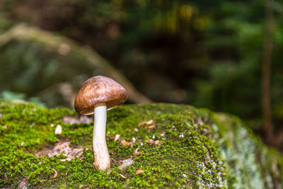 Mushroom growing from rock