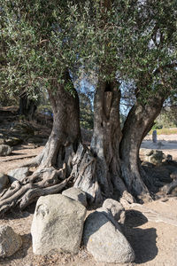 View of tree