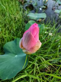 Close-up of pink lotus water lily on field