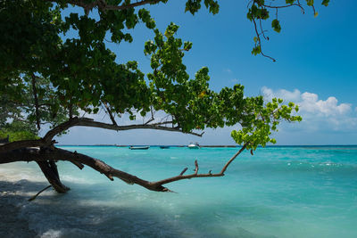 Trees on beach against clear blue sky