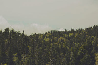Scenic view of green landscape and forest against sky