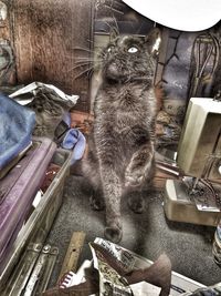 High angle portrait of cat on table at home