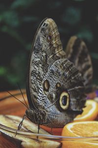 Close-up of butterfly perching on fruits