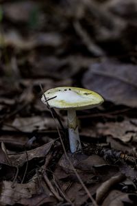 Close-up of mushroom growing on field