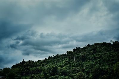 Low angle view of trees against sky