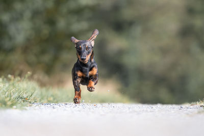 Portrait of dog running