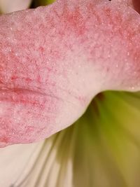 Close-up of wet pink rose leaves