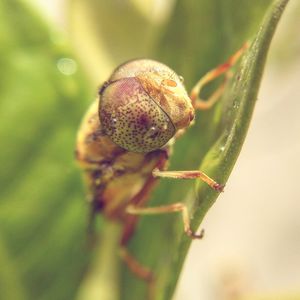 Close-up of insect on plant