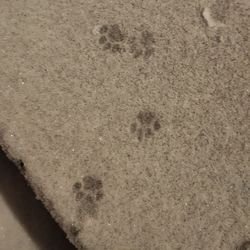 High angle view of footprints on beach