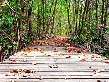 Footpath amidst trees in forest during autumn