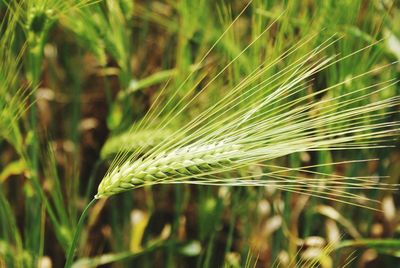 Close-up of wheat growing on field