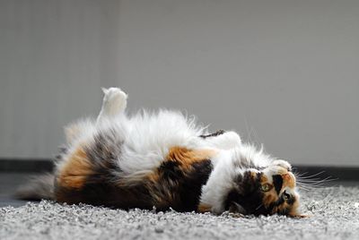 Close-up of a cat lying on back