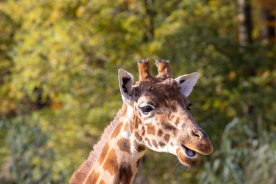 Close-up of an animal