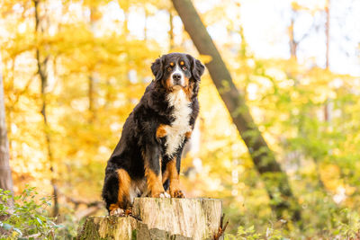 Dog looking away in forest