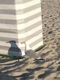 Close-up of bird on sand at beach