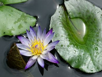 Close-up of lotus water lily