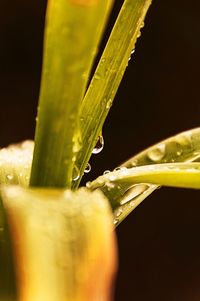 Close-up of water drops on leaves