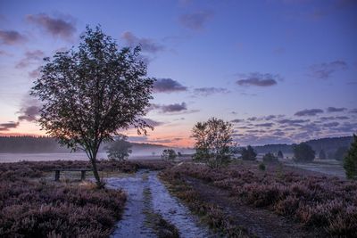 Trees on field against sky during sunset