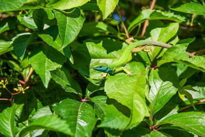 Male lizard in the summer on parthenocissus inserta, also known as thicket creeper, false virginia