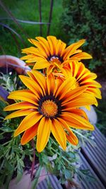 Close-up of sunflower blooming outdoors