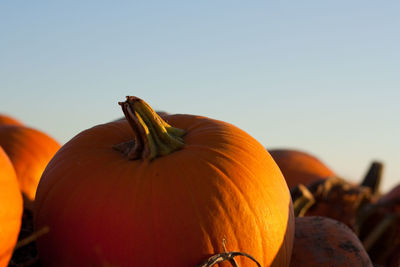 Close-up of pumpkin against blue sky