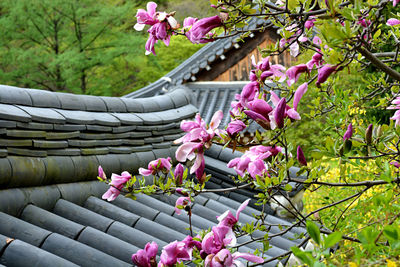 Pink flowering plants against trees