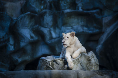 White lioness sitting on rocks at zoo