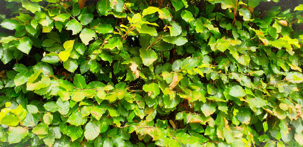 Full frame shot of leaves growing on plant