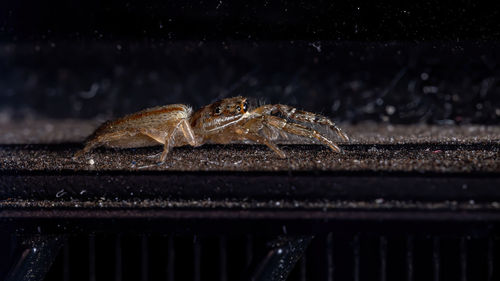 Close-up of spider